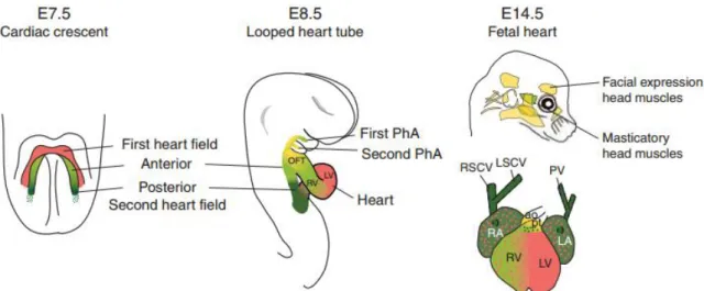 Figure 2.4: First (FHF) and second (SHF) heart fields formation and subsequent derivative tissues in mature heart and  head in mouse