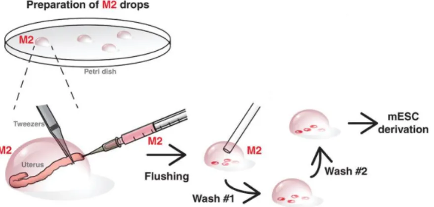 Figure 3.1: Overview of mouse blastocysts collection from female uterus. Embryos were flushed from the female uteri at  E3.5 using M2 medium and washed in a series of M2 drops in order to remove maternal tissue debris (figure modified from  Czechanski et a