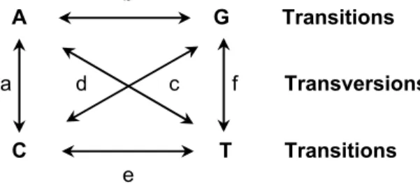 Figure 3 – Substitution matrix representing the possible different rates of evolution for  transitions and transversions