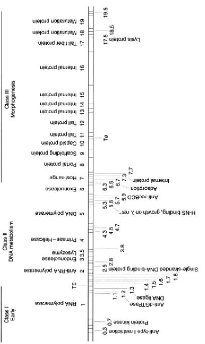 Figure 5 – Genetic map of bacteriophage T7. Functions of gene products are indicated.  The first gene at the left end of T7 DNA is gene0.3 and the last gene at the right end is gene 19.5
