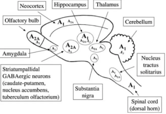 Figure 1.4: Schematic representation o the distribution of adenosine receptors (A 1 , A 2A and A 3 ) in the main regions of the central nervous system