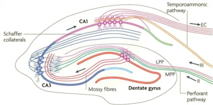 Figure 1.5: The hippocampal circuitry. The traditional excitatory pathway is depicted by solid arrows.