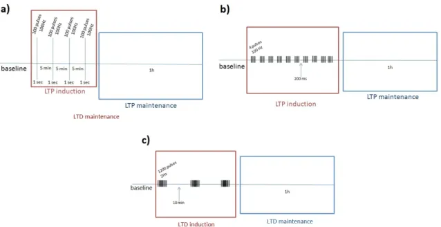 Figure 2.3: Representative schemes of the induction protocols used: a) HFS protocol characterized by 4 trains of 100Hz; b) TBS protocol characterized by 10 trains of 4 pulses 100Hz; c) LFS protocol characterized by 3 trains of 1200 pulses 2Hz.