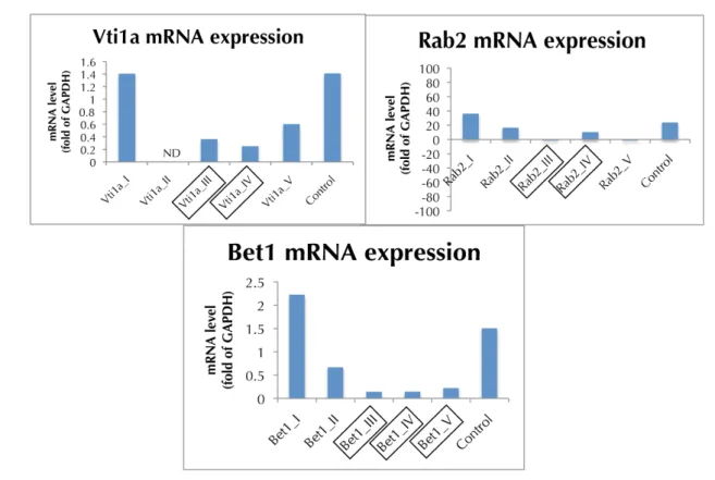 Figure 54 - Protein expression measured by Western Blot for Degs1. 