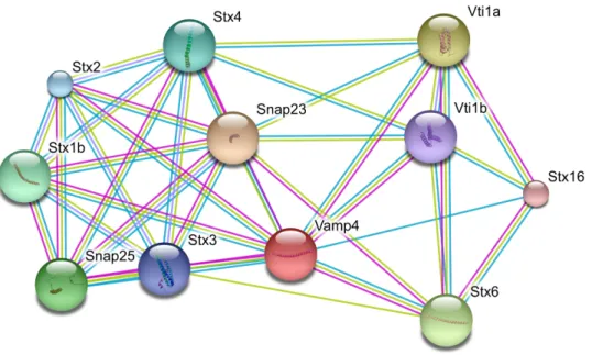 Figure  59  -  Known  and  predicted  interactions  for  Vamp4  protein.  From  http://string.embl.de (Jensen et al., 2009)