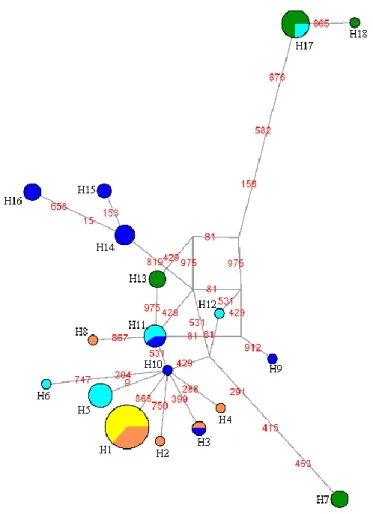 Figure 3. Median-joining Network of cytochrome b (mtDNA) sequences. The area of the circles is proportional to the  frequencies of the haplotypes