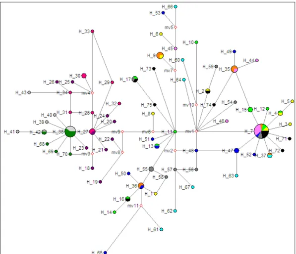 Fig.  2- Minimum  spanning  network  analysis  of  haplotypes  identified  in  samples  of  Solea  solea