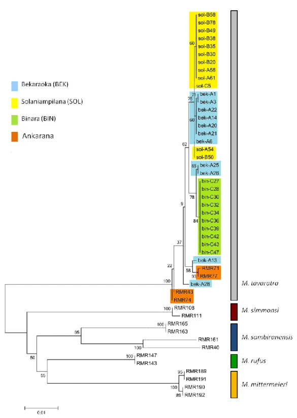 Figure 3: Phylogenetic tree for the mtDNA (cyt b and COII) of four Microcebus species
