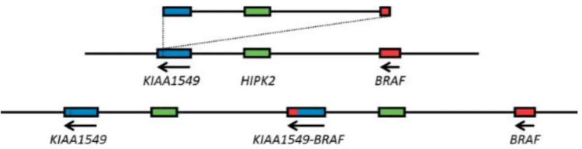 Figure  I.3  –  Schematic  representation  of  BRAF/KIAA1549  rearrangement.  The  BRAF/KIAA1549 rearrangement is a result of a tandem duplication and fusion between  BRAF and  KIAA1549 genes