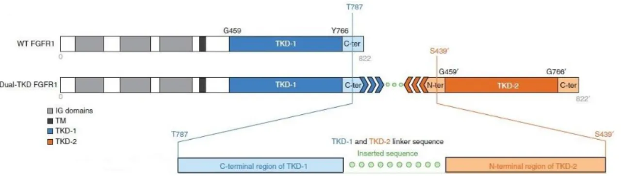 Figure I.5 - FGFR1 rearrangement: TKD duplication.  In this figure the wild-type FGFR1 proteins (WT  FGFR1) are compared with the most frequent FGFR1 rearrangement in PLGG
