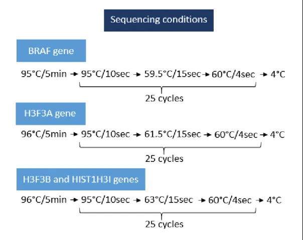 Figure III.6 – Programs used for sequencing reactions of BRAF, H3F3A, H3F3B and HIST1H3I  genes