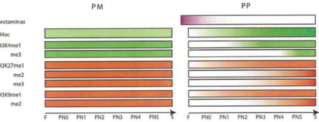 Figura  1.2:  Algumas  alterações  epigenéticas  durante  a  formação  dos  pró-núcleos  materno  (PM) e paterno (PP)