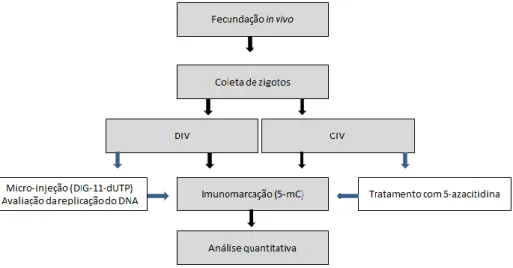 Figura  2.1:  Fases  experimentais  para  a  análise  e  a  descrição  da  dinâmica  dos  níveis  de  metilação do DNA nos genomas  materno e paterno durante o primeiro ciclo celular em  zigotos desenvolvidos in vivo (DIV) e cultivados in vitro (CIV)
