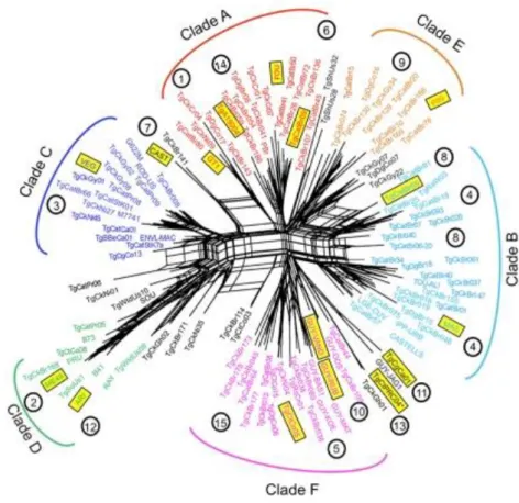 Figure  1.3. Population genetic structure of T. gondii. Note : adapted from Su et al 2012