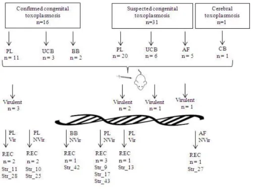 Fig  5.1  –  Flowchart  of  the  study.  T he  figure  summarizes  the  mice  inoculation  results  as  well  as  the  genotyping  data  concerning  exclusively  the  recombinant  strains
