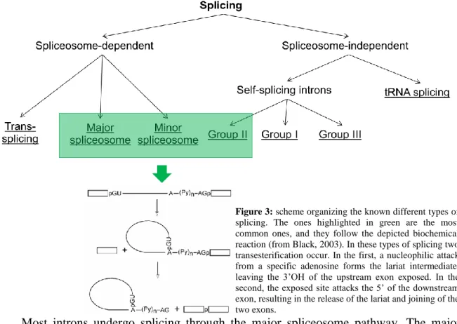 Figure 3 shows how the known types of splicing can be organized. Most introns depend on  the spliceosome for their excision, but some are capable of it by themselves, through more or  less similar mechanisms