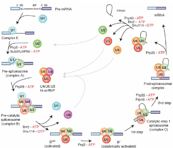 Figure  4:  Assembly  dynamics  of  the  major  spliceosome  during  intron  splicing,  highlighting  interactions  between  snRNPs  and the pre-mRNA sequence