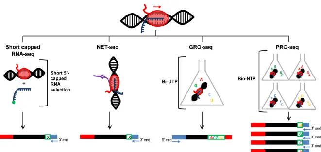 Figure  6:  RNA-based  genome-wide  transcription  tracking  protocols.  Short-capped  RNA  sequencing  selects  the  target  RNAs  by  the  presence  of  a  7-methylguanosine  cap;  NET-seq  selects  the  RNA  attached  to  the  polymerase  by  immunoprec