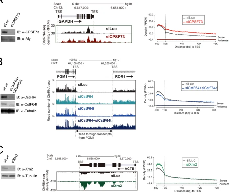 Figure 5. ChrRNA-seq reveals CPA knockdown causes TES termination defect 
