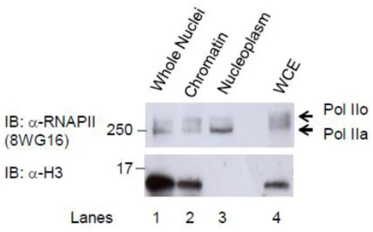 Figure S1. Pol II phosphorylation in different fractions 