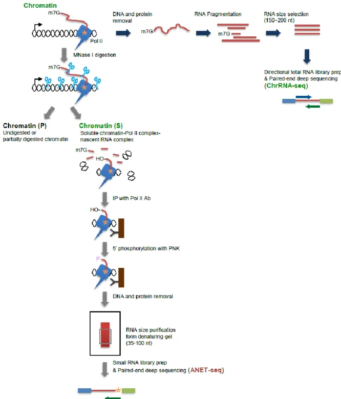 Figure S2. Detailed ChrRNA-seq and ANET-seq methods, Related to Figure 1 