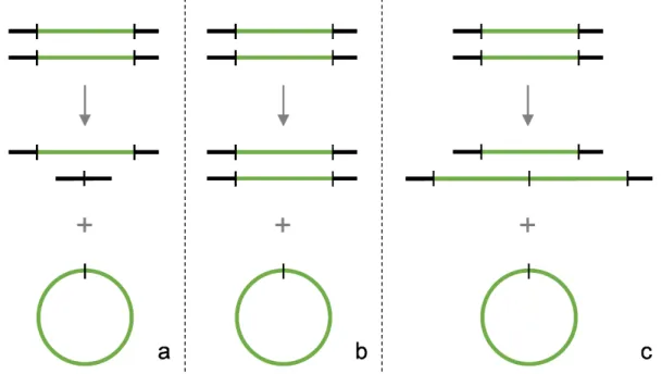 Figure 6. Schematic representation of deletion (a), conservative (b) and duplicative (c) amplification