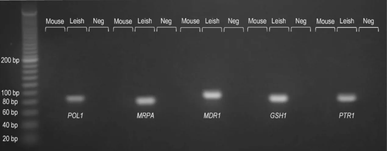 Table 1. List of forward (FW) and reverse (RV) primers, base pair number (bp) of amplified fragment and  primer annealing temperature (T AN ) for each gene studied