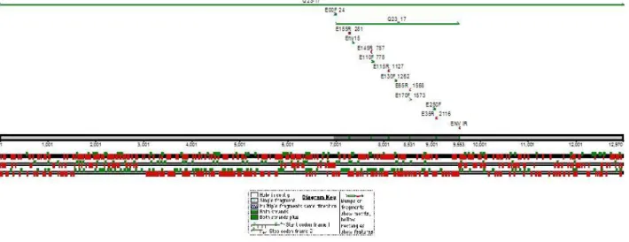 Illustration 4 – Primers used for sequencing aligned with Q23-17 reference sequence and Q23-17 env sequence
