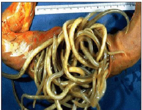 Figura 11- Infeção maciça por adultos de P.equorum no intestino delgado.  