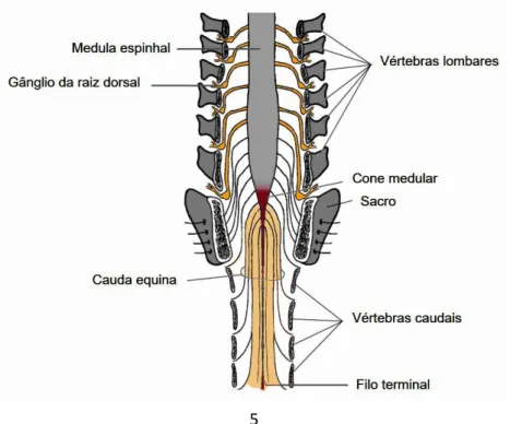 Figura  3  – Secção  longitudinal  da  extremidade caudal  da  coluna  vertebral  mostrando  uma  vista dorsal da cauda equina e do filo terminal (adaptado de McGeady et al., 2006c)