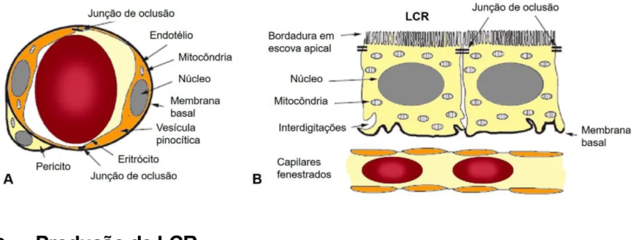 Figura 5 – Representação esquemática da morfologia da BHE (A) e da BSLCR (B) (adaptado  de Smith, Johanson, &amp; Keep, 2004)