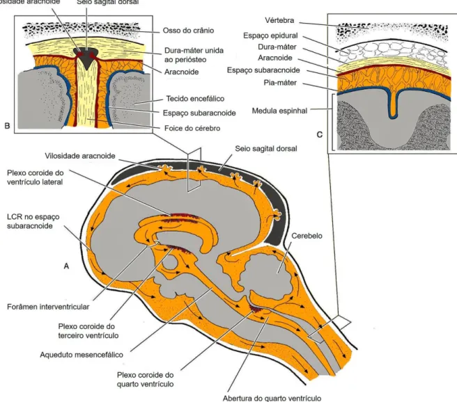 Figura  6 –  Representação  esquemática  do fluxo  de  LCR  desde  a  sua  produção  até  a  sua  absorção  na  região  craniana  (A),  evidenciando  a  relação  das  meninges  com  as estruturas  contíguas  na  região  craniana  (B)  e  na  região  espinh