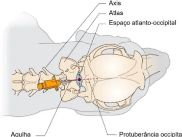 Figura 7 – Determinação do local de inserção da agulha para a colheita de LCR a partir da  cisterna magna, com representação dos pontos de referência anatómicos (adaptado de Wood  et al., 2012)