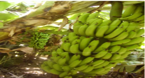 Figura 15:  Produção de banana na localidade de Jardim – ilha do Fogo 