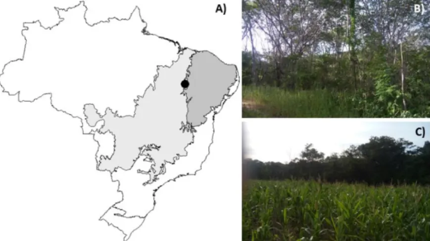 Figure 1. Location of the study area in the municipality of Colônia do Gurguéia, Piauí, Brazil (A)