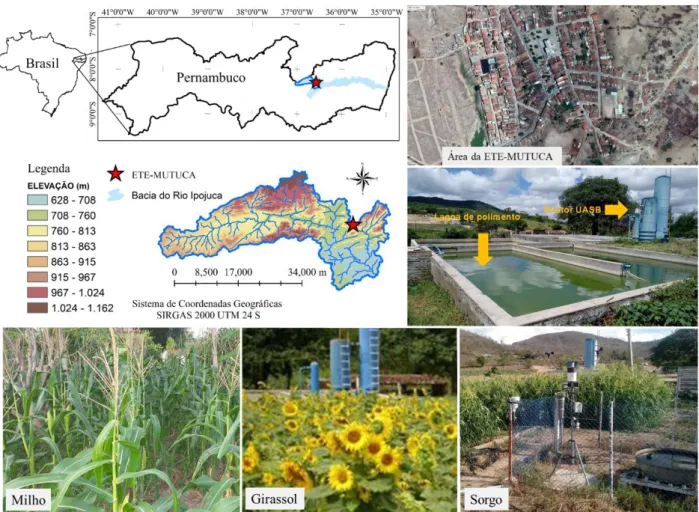 Figura  1.  Unidade  experimental  de  tratamento  de  esgoto  doméstico  e  reuso  para  fins  hidroagrícola,  com  o  cultivo do milho, girassol e sorgo no distrito de Mutuca, Pesqueira-PE