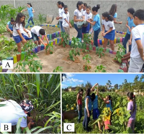 Figura  2.  Realização  da  aplicação  de  cobertura  morta  em  canteiro  escolar  (A),  biometria  do  sorgo  (B),  e  avaliação do crescimento do girassol (C)