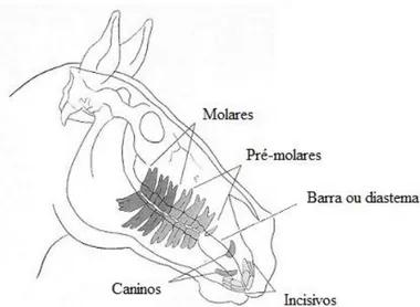 Figura 1: Esquema representativo dos quatro diferentes grupos de dentes de um equino 