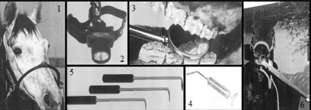 Figura 9: 1 – Cabresto; 2 – Fonte de luz; 3 – Espelho oral; 4 – Seringa de lavagem; 5 – Sonda  odontológica; 6 – Aziar 