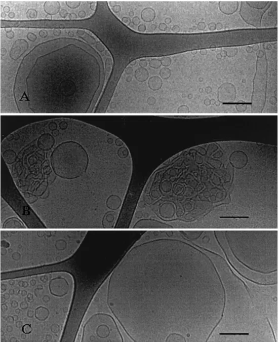 Fig. 8 Cryogenic transmission electron microscopy  micro-graphs of aqueous mixtures of a cationic polymer, LM 200, and catanionic vesicles with a net negative charge show a number of interesting features, such as polymer-induced vesicle  clus-tering and fa
