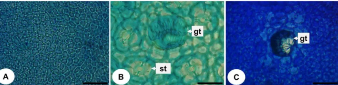Figure 1. Frontal view of the leaf blade of Mangifera indica L. under optical microscopy