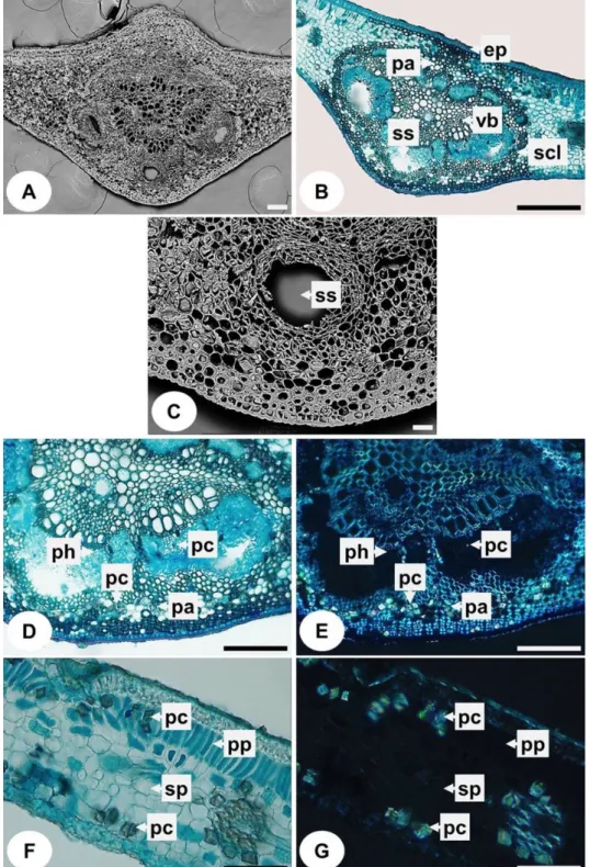 Figure 2. Cross-sections of the leaf blade of Mangifera indica L. A, C: scanning electron microscopy; B, D,  F:  optical  microscopy;  E,  G:  polarization  microscopy