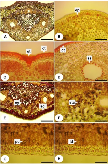 Figure  3A  shows  the  cross-section  of  the  leaf  blade  without  the  addition  of  reagents