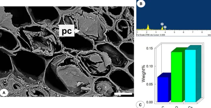 Figure  4.  Scanning  electron  micrograph  and  elemental  composition  of  the  crystals  of  the  leaf  blade  of  Mangifera  indica  L