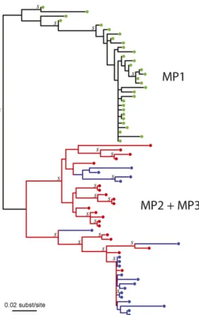 Figure 3 Maximum likelihood reconstruction of the MP2-MP3 joint HIV-1 env phylogeny. MP1 (yellow) did not infect either MP2 or MP3 (Figure S1), and is used to root the MP2 (red) and MP3 (blue) HIV-1 tree