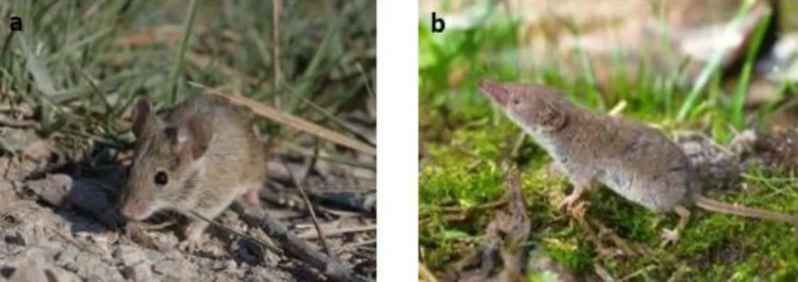 Figure 2 Small mammals commonly used as sentinels: a) Mus spretus and b) Crocidura russula