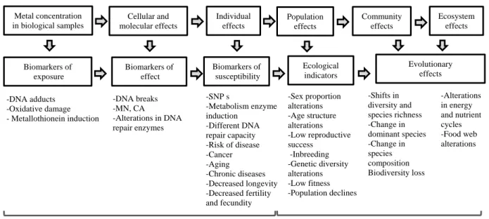 Figure  5  Effect  of  environmental  pollutants  on  all  biological  organization  levels  and  the  most  used  biomarkers  at  each  organizational level (adapted from Mussali-Galante et al., 2013a)