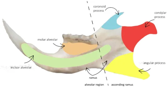 Figure  7  Mouse  mandible  with  the  four  components:  ramus  and  three  processes