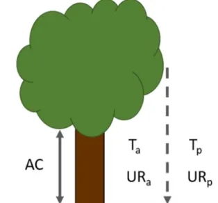 Figura 2. Esquema mostrando pontos de amostragem  da  coleta  de  dados  abióticos  da  Temperatura  (T)  e  Umidade Relativa do ar (UR), imediatamente abaixo  (T a  e UR a ), além da projeção da copa na superfície do  solo (T p  e UR p ) e altura do limit
