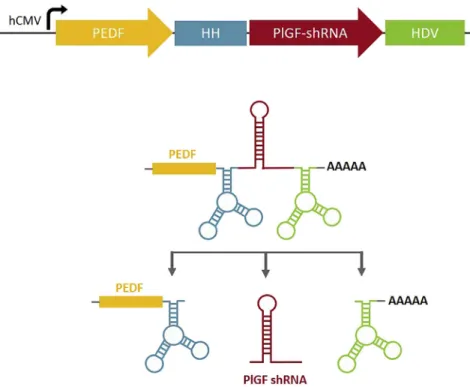 Figure 1. Representation of the Construct for the Dual-Acting Antiangiogenic Approach